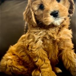Cavalier King Charles Spaniel and Cavapoo Puppies from God Speed Paws