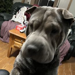 Bella - Chinese Shar-Pei