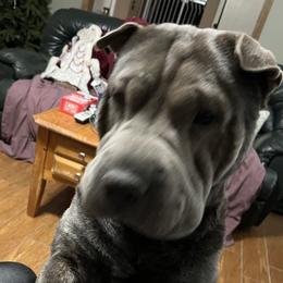 Bella - Chinese Shar-Pei