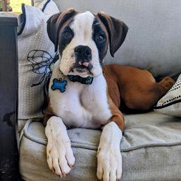Boxer All Grown Up from Kimberly's Boxers