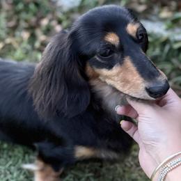 Dachshunds from Sarah-Dawn Little