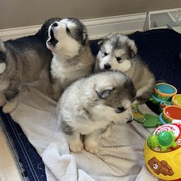 Alaskan Malamute Puppies from Sno-Ridge Alaskan Malamutes est 1972