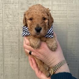 Phil Robertson - Red  male Poodle puppy in Fairfield, North Carolina from Leaning T Ranch