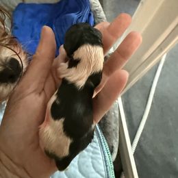Yellow boy - Black tan and white male Biewer Terrier puppy in Lebanon, Oregon from SD99Biewers