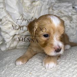 Vienna - Apricot male Maltipoo puppy in Weatherford, Texas from Aprishew Maltipoo