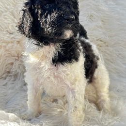Goldendoodle and Poodle Puppies from Elizabeth Rocha's Doodles