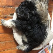 Lowchen Puppies from Ashford Kennel