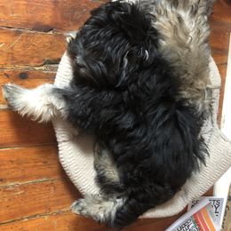 Lowchen Puppies from Ashford Kennel
