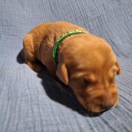 Green - Yellow male Labrador Retriever puppy in Bemidji, Minnesota from Northern Star Elite Quality Labrador Retrievers