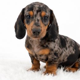 Sammy - Dapple male Dachshund puppy in Desloge, Missouri from Snows Doxies