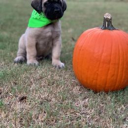 Mastiff Puppies from Red River Mastiff