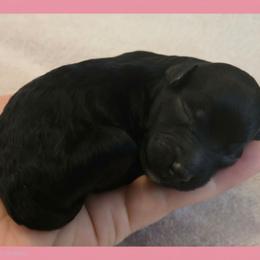Girl 6 - Black female Poodle puppy in Bauxite, Arkansas from Mountain Ridge Poodles