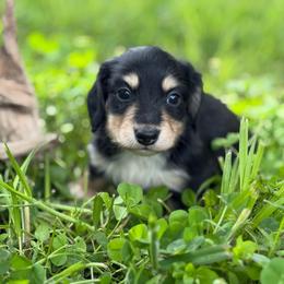 PRA CLEAR-2150 - Black and cream female Dachshund puppy in Nashville, Arkansas from Whisenhunt Farms