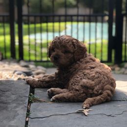 Cavachon, Cavalier King Charles Spaniel, and Cavapoo Puppies from Comfort Cavs
