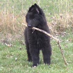 Belgian Sheepdog Puppies from Renee's Belgian Sheepdogs