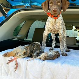 German Shorthaired Pointer and Jack Russell Terrier Puppies from Ivy Creek Kennels