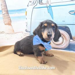 Beast - Gray (blue) male Dachshund puppy in Grove, Oklahoma from Dachs on the lake