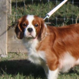 Legacy - Cavalier King Charles Spaniel