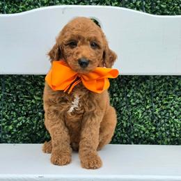 Bella's Orange Boy - Red  male Goldendoodle puppy in Kountze, Texas from Texas Doodles LLC