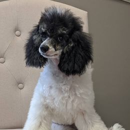 Poodle Puppies from Moonrise Poodles