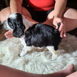 English Springer Spaniel Puppies from Savannah River Springers