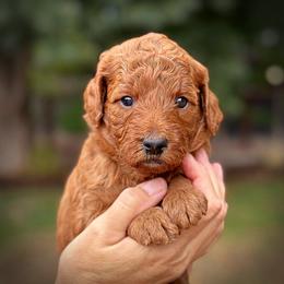 Red Collar Girl - Red  female Poodle puppy in Modesto, California from Dry Creek Poodles