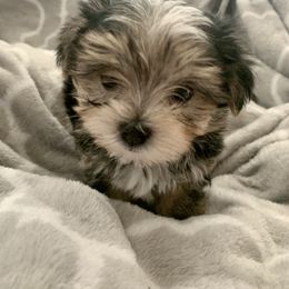 Maltese Puppies from Hummingbird Fields