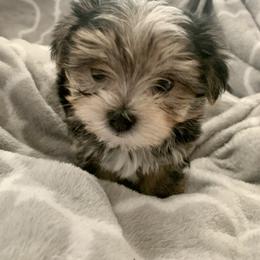 Maltese Puppies from Hummingbird Fields