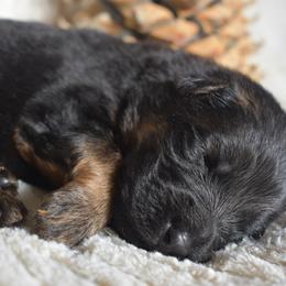 Male 2 - Black and red male German Shepherd puppy in New Jersey from Stahlhaus ( Previously Buffelbach Farmstead Shepherds)