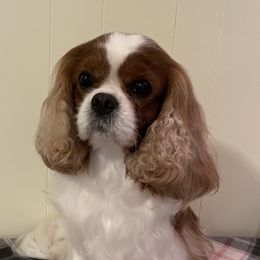 Louie - Cavalier King Charles Spaniel