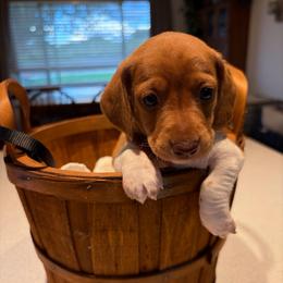 7 Energy- black collar - Piebald male Dachshund puppy in Olathe, Colorado from Rocking LJ Breeding