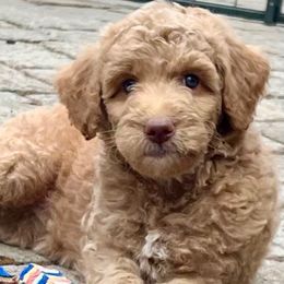 Maple Syrup - Apricot female Goldendoodle puppy in Placerville, California from New Dawn Poodles and Doodles