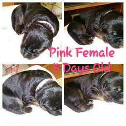 German Shepherd Puppies from Countryside Kennel