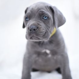 Archie - Gray male Cane Corso puppy in Kent, Washington from Grande Kennels