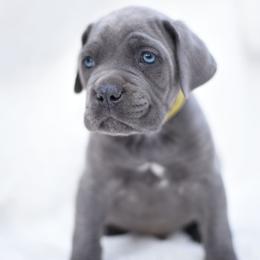 Archie - Gray male Cane Corso puppy in Kent, Washington from Grande Kennels