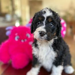 Sugar - Tri-color female Bernedoodle puppy in Carlotta, California from Lost Coast Bernese Mountain Dogs