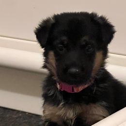 Girl 2 - Black and tan female German Shepherd puppy in Sumerduck, Virginia from He Reigns