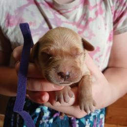 Purple - Golden female Golden Retriever puppy in Lanesboro, Minnesota from Eagle Ridge Golden Retrievers