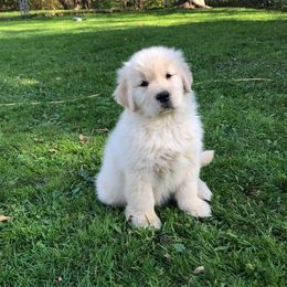 Golden Retriever and Labrador Retriever Puppies from Emerald Knoll