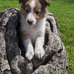 Shetland Sheepdog Puppies from Rose Hill Farm