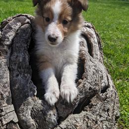 Shetland Sheepdog Puppies from Rose Hill Farm