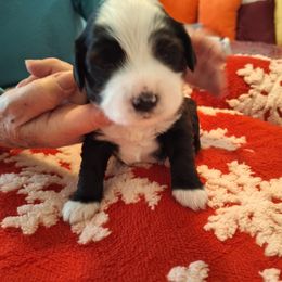 Tibetan Terrier Puppies from Arkeden Tibetan Terriers
