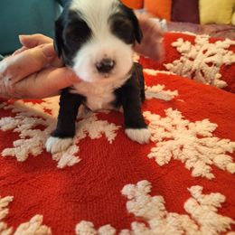 Tibetan Terrier Puppies from Arkeden Tibetan Terriers