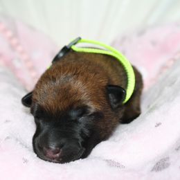 Belgian Malinois Puppies from Pyrex Kennels