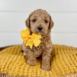 Sweetgum - Yellow collar - Apricot female Goldendoodle puppy in The Woodlands, Texas from Golden Fields Doodles