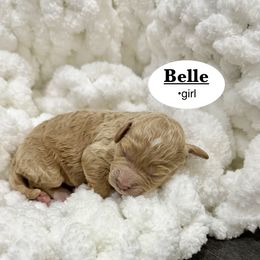 Belle - Apricot female Goldendoodle puppy in Jackson, Mississippi from T.M. Poodles & Doodles