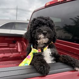 Brown collar - Black and white male Assorted Doodle Crosses puppy in Mt Pleasant, Texas from Hippdoodranch