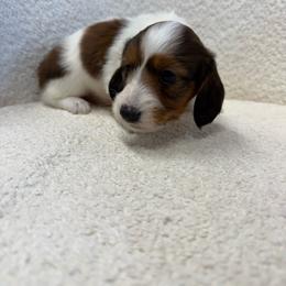 Boy 3 - Piebald male Dachshund puppy in Spokane, Washington from Dearhaven Doxie