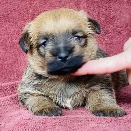 Red Collar Female - Black and tan female Norfolk Terrier puppy in Bristol, Tennessee from Holston Hollow Farm