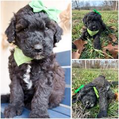 California chocolate - Brown female Whoodle puppy in Smallett, Missouri from Leshas Whoodles
